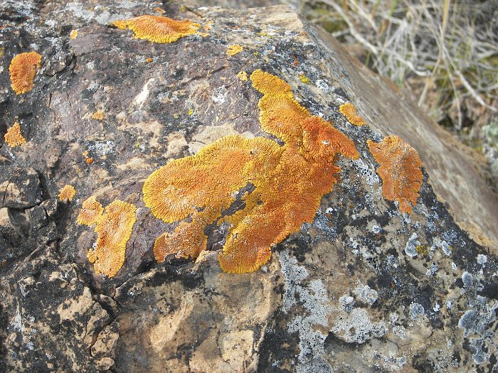 Kanada 2007 Dino (41)